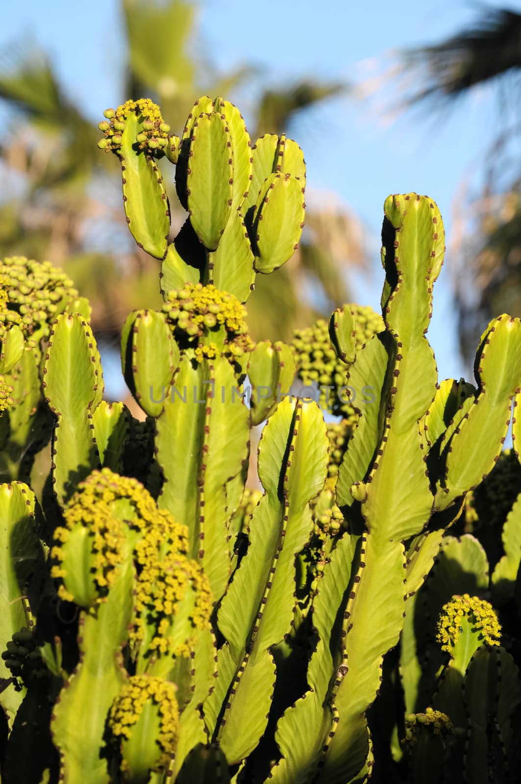 Flowering Cactus Illuminated by the Sunset Colors