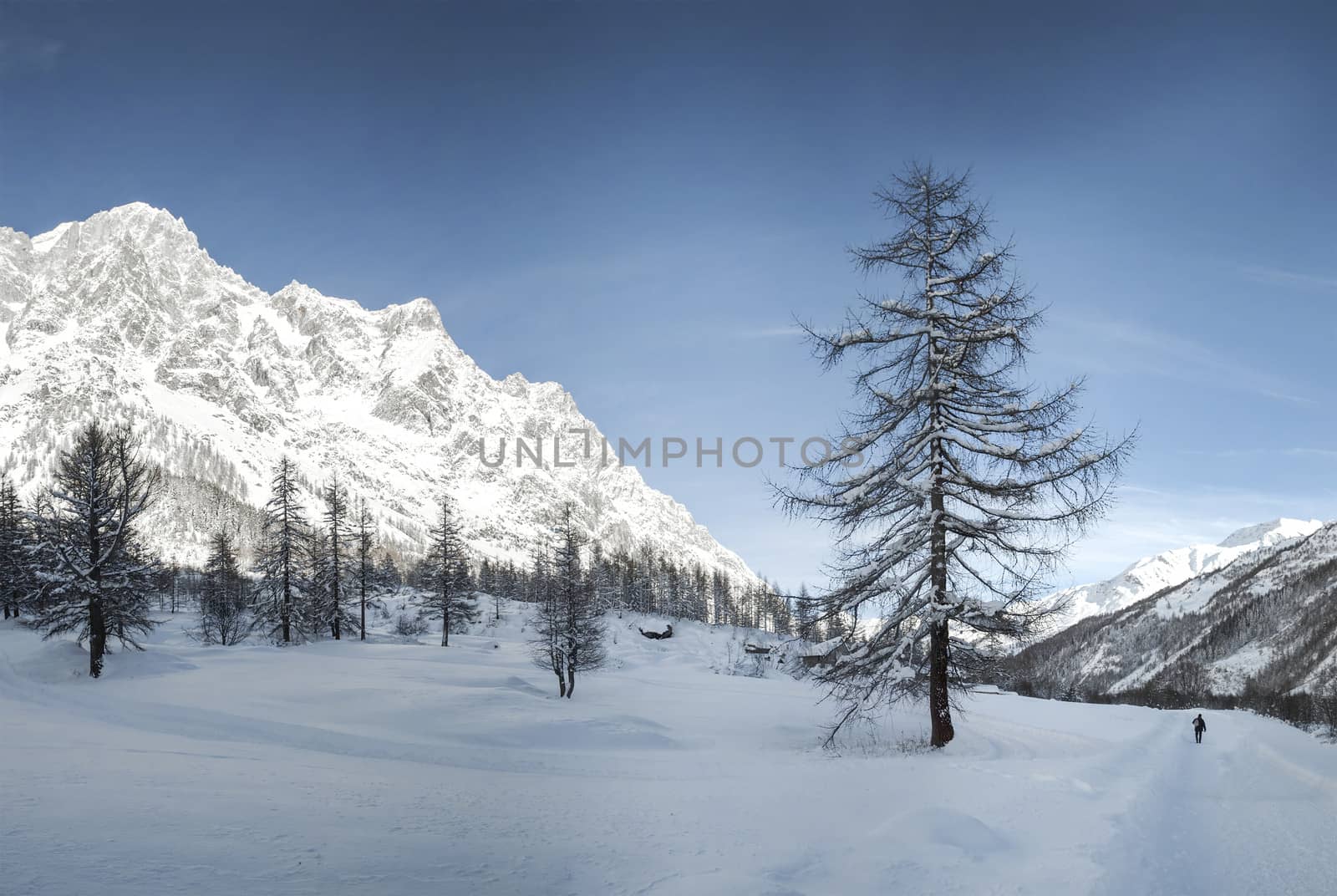 Mont Blanc seen from the Val Ferret, Aosta Valley - Italy