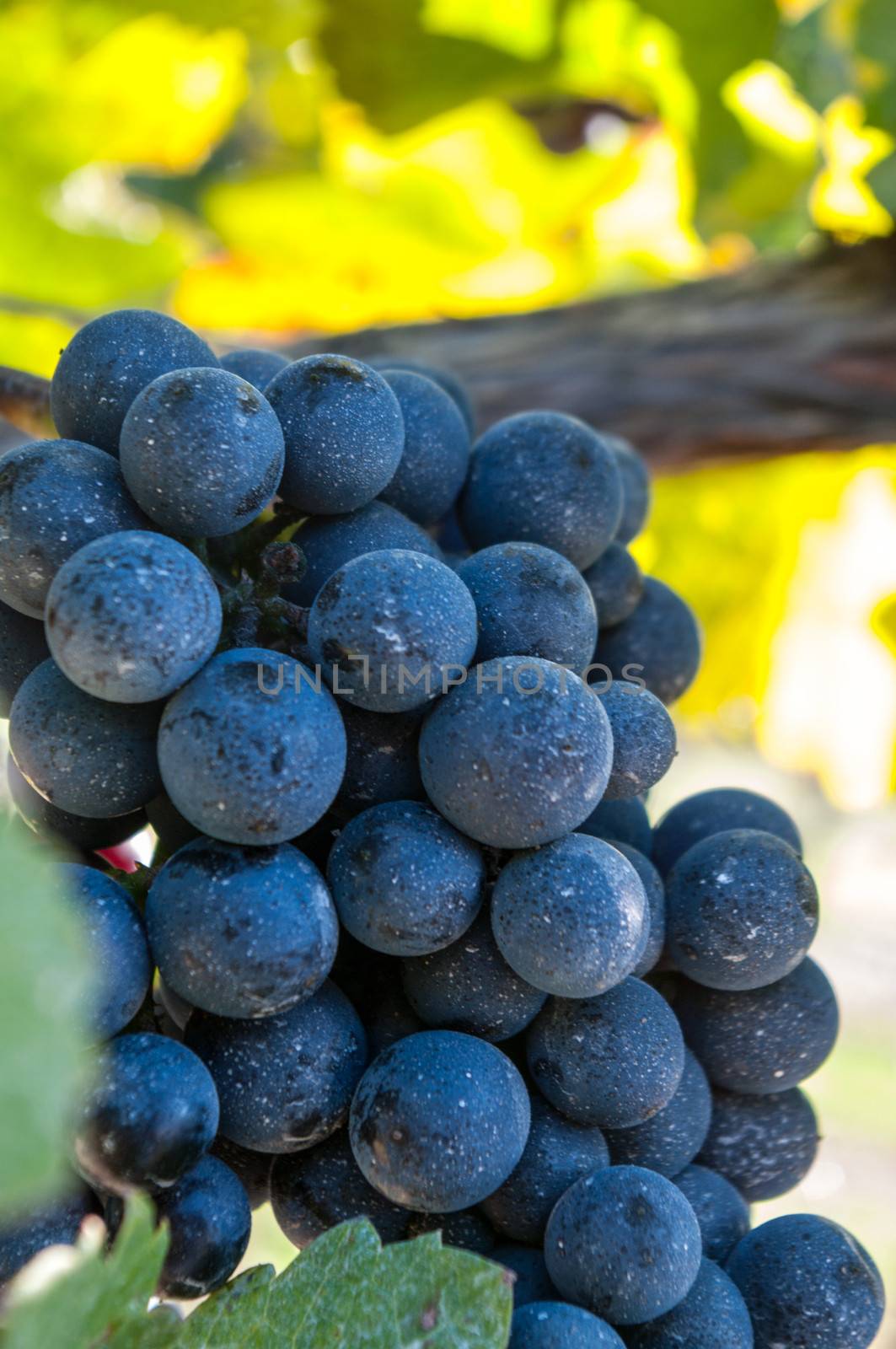 Grape on the Vine at Gray  Monk Vineyard