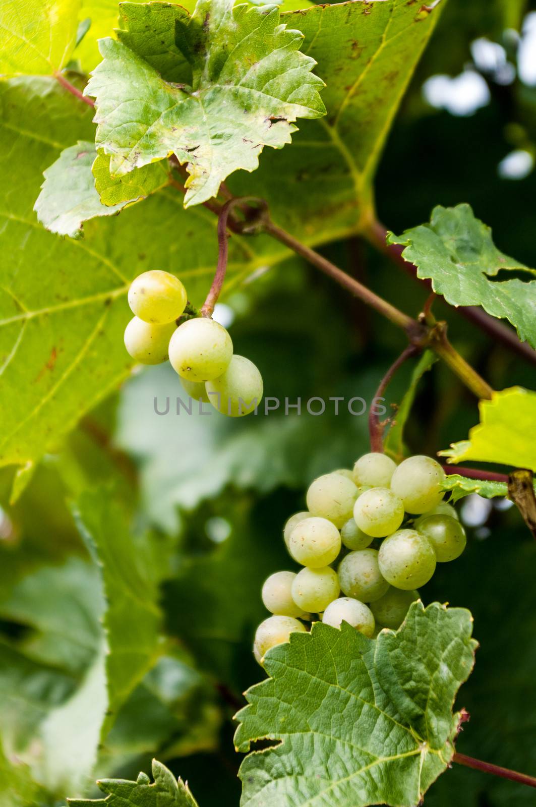 Grapes on the Vine by edcorey