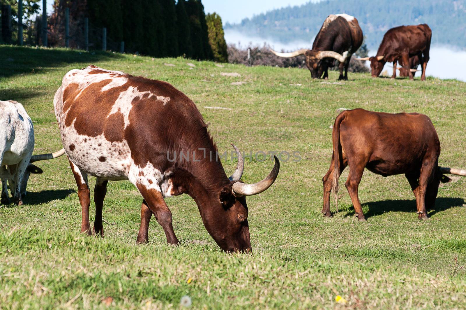 Longhorn Cattle grazing by edcorey