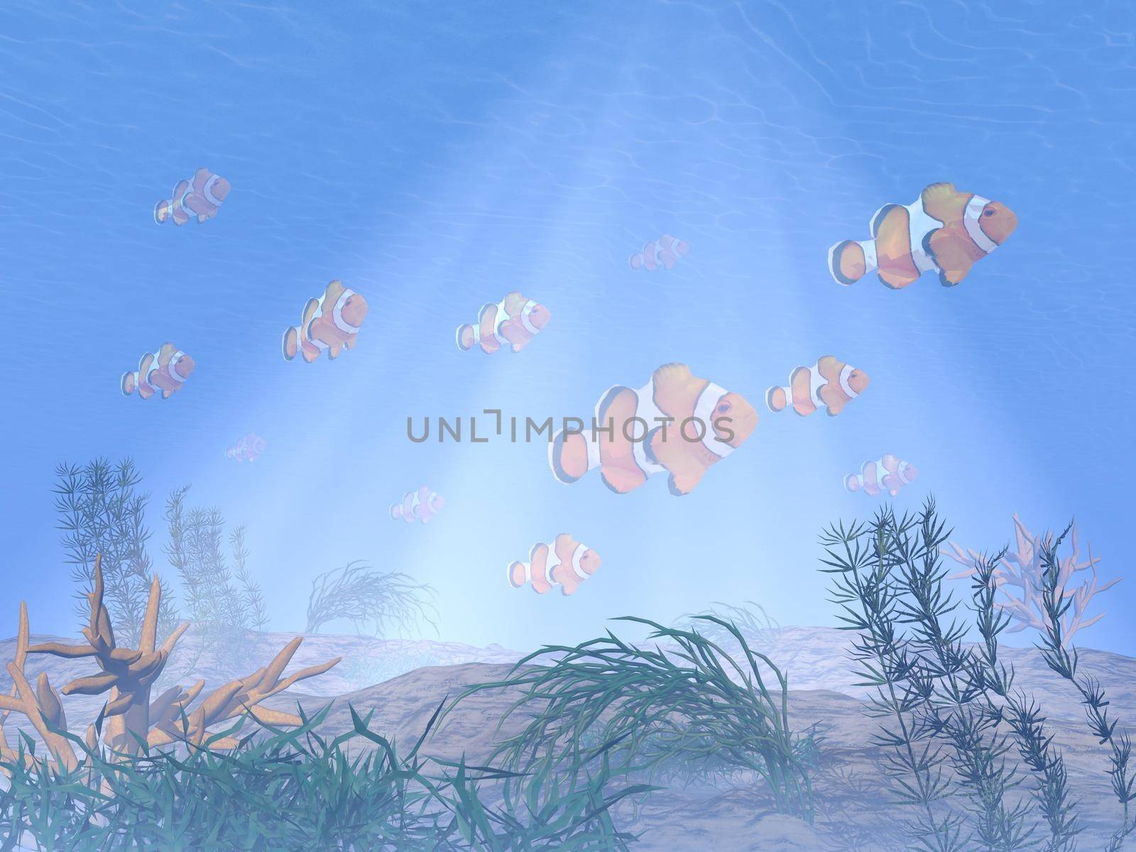 Clownfish or anemonefish underwater - 3D render by Elenaphotos21