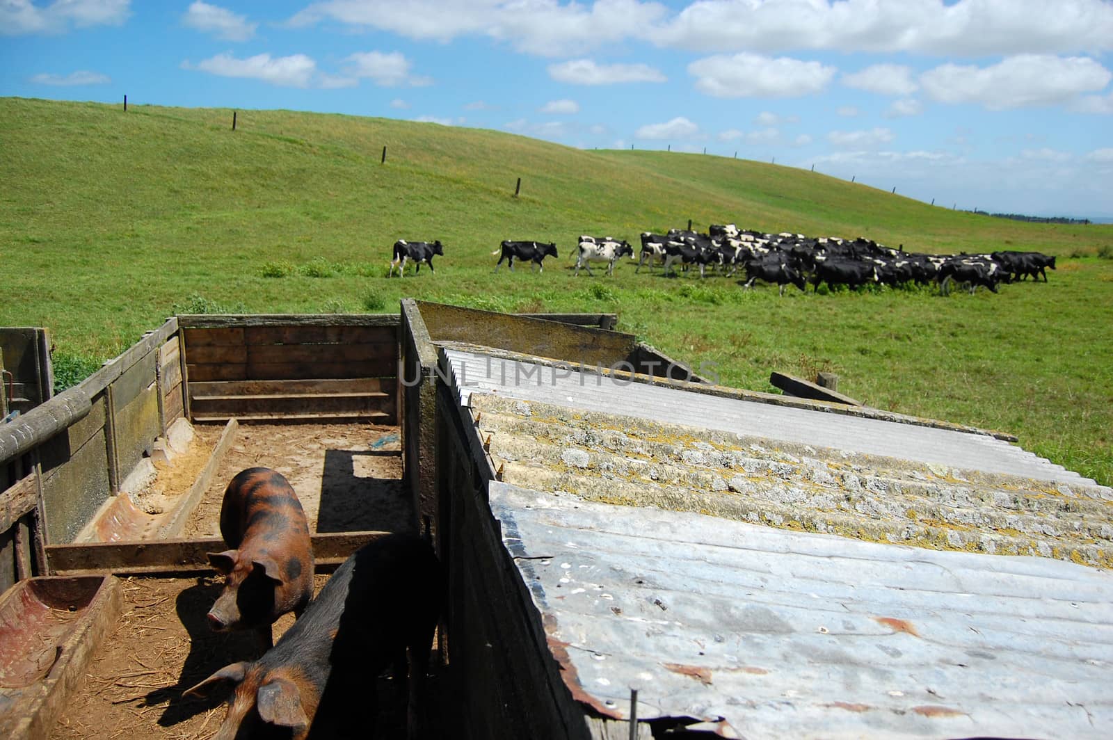 Pigsty at farmland, rural area, New Zealand
