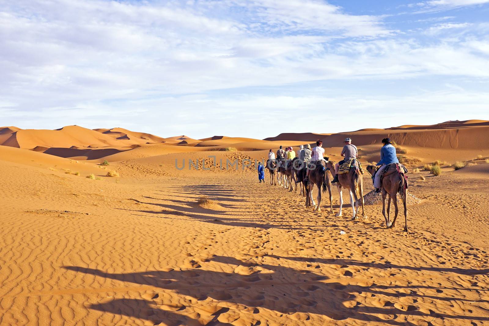 Camel caravan going through the sand dunes in the Sahara Desert, Morocco.