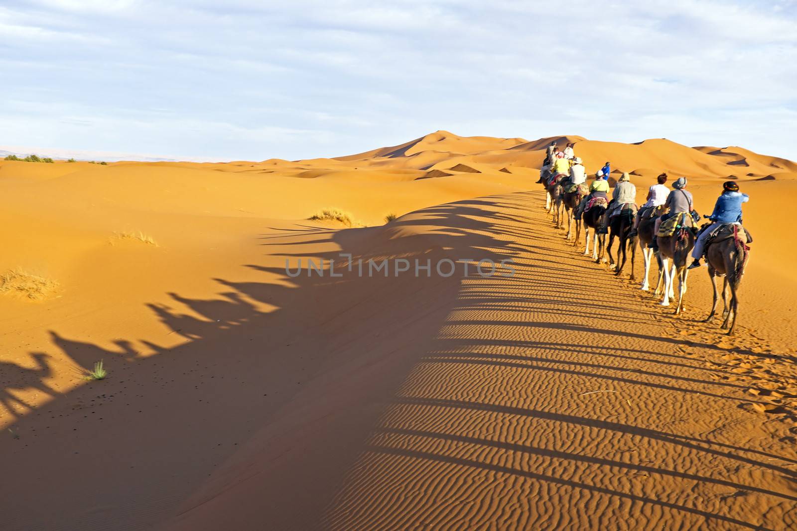 Camel caravan going through the sand dunes in the Sahara Desert, Morocco.