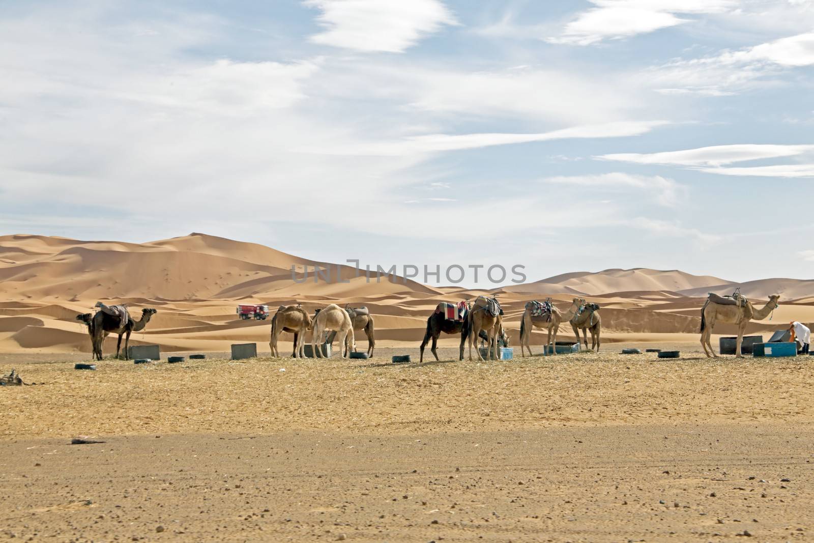 Camels in Sahara Desert at sunset