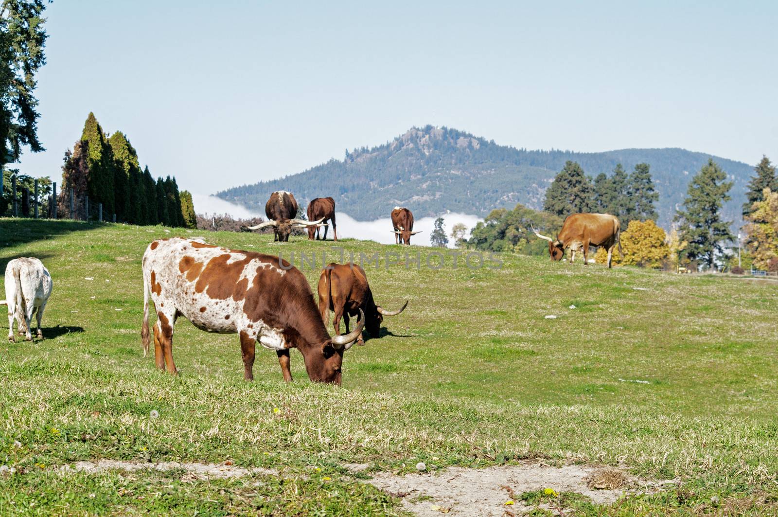 Longhorn Cattle grazing on the hillside near Kelowna