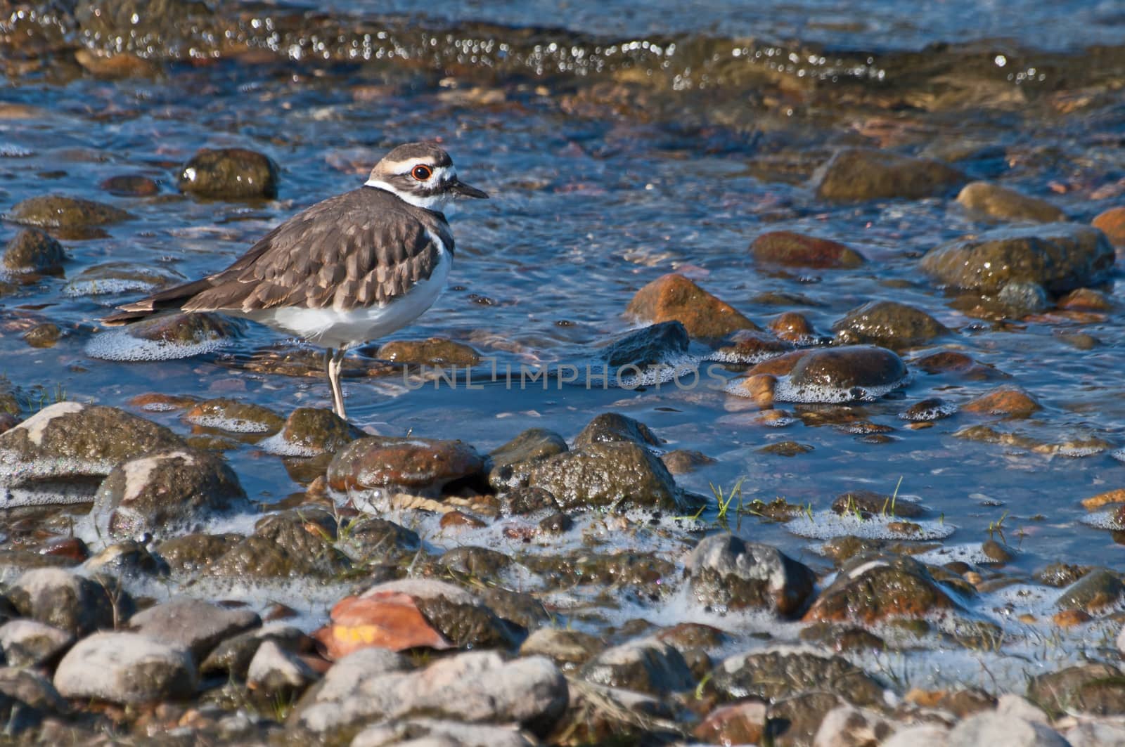 Killdeer on the shore line by edcorey