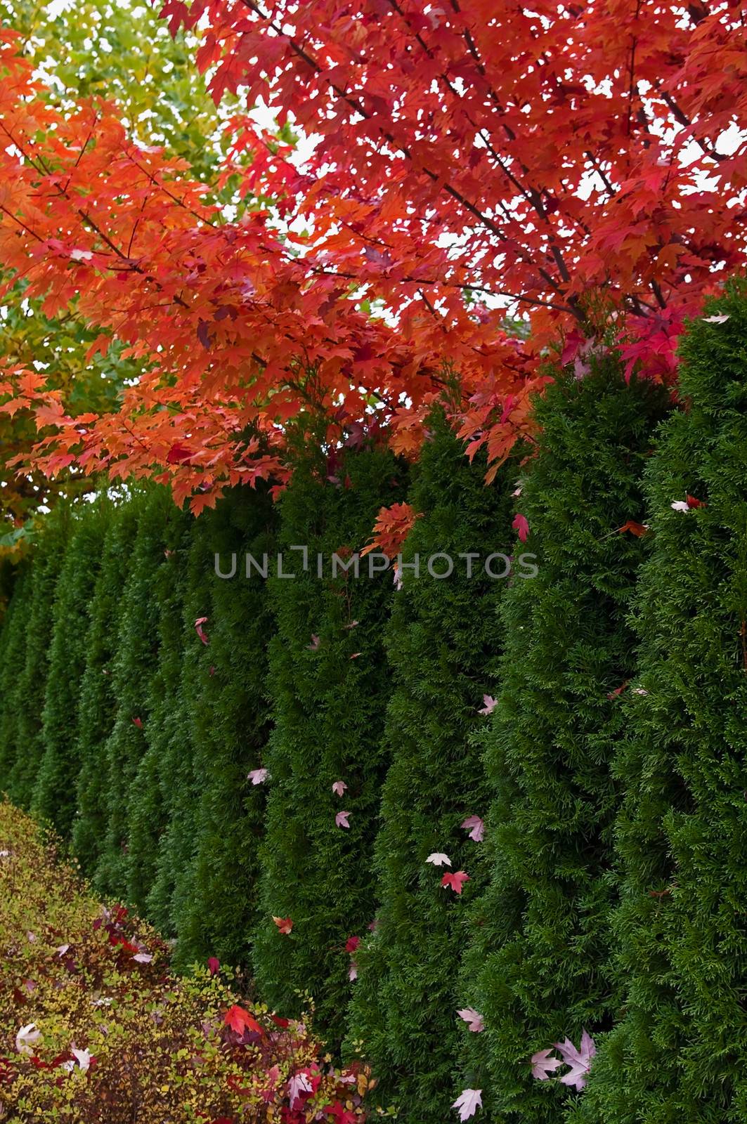 Cedar Hedge and Maple trees in the fall as they change colour