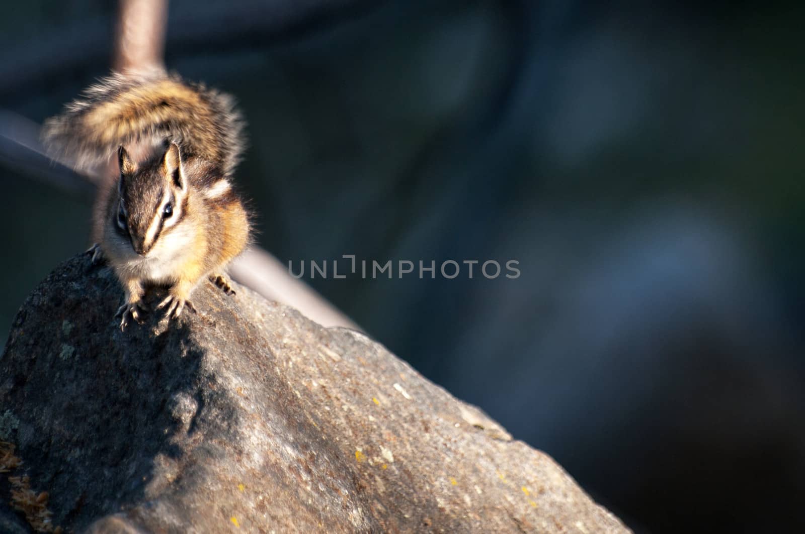 Chipmunk watching an intruder