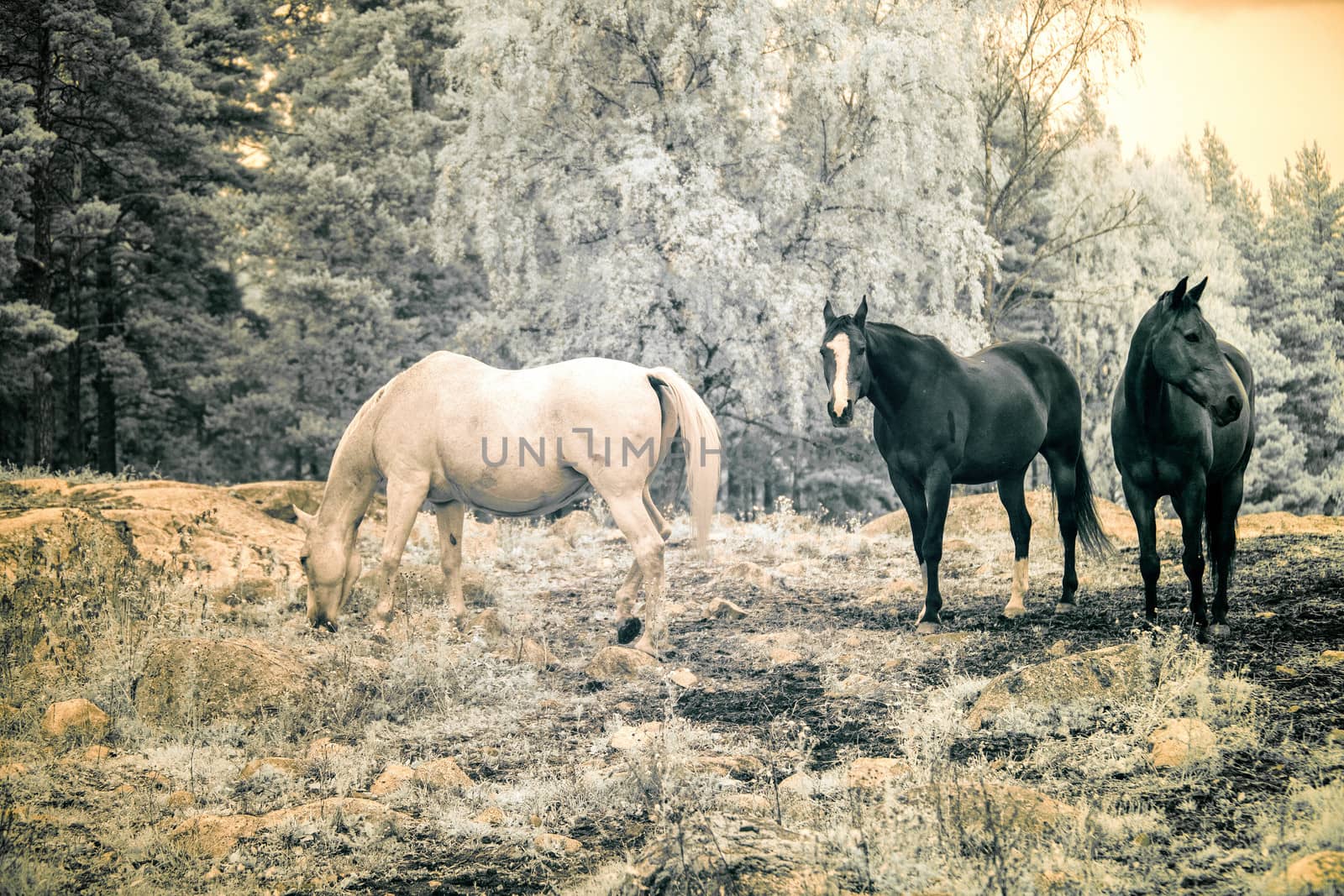 Tree horses grazing infrared filter by thomas_males
