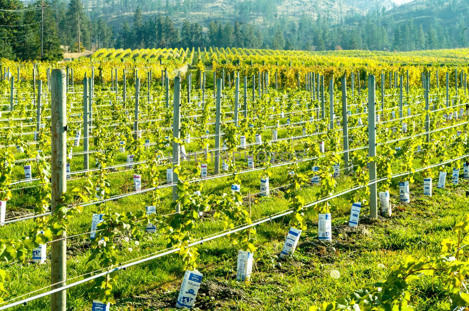 Vineyard with new plants and mature vines