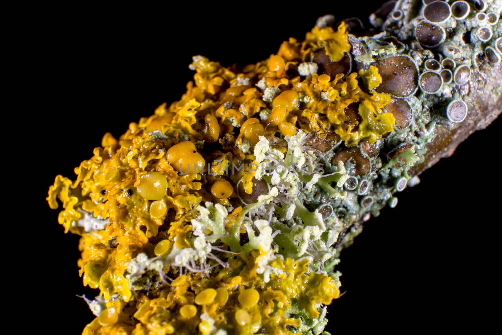 Yellow Lichen on a branch