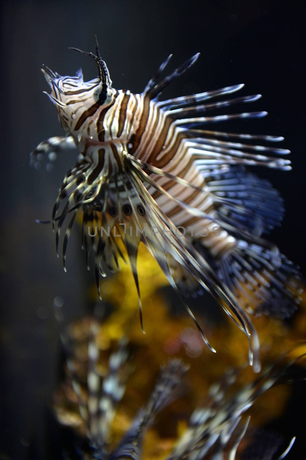 Close up shots of maine life in an aquarium