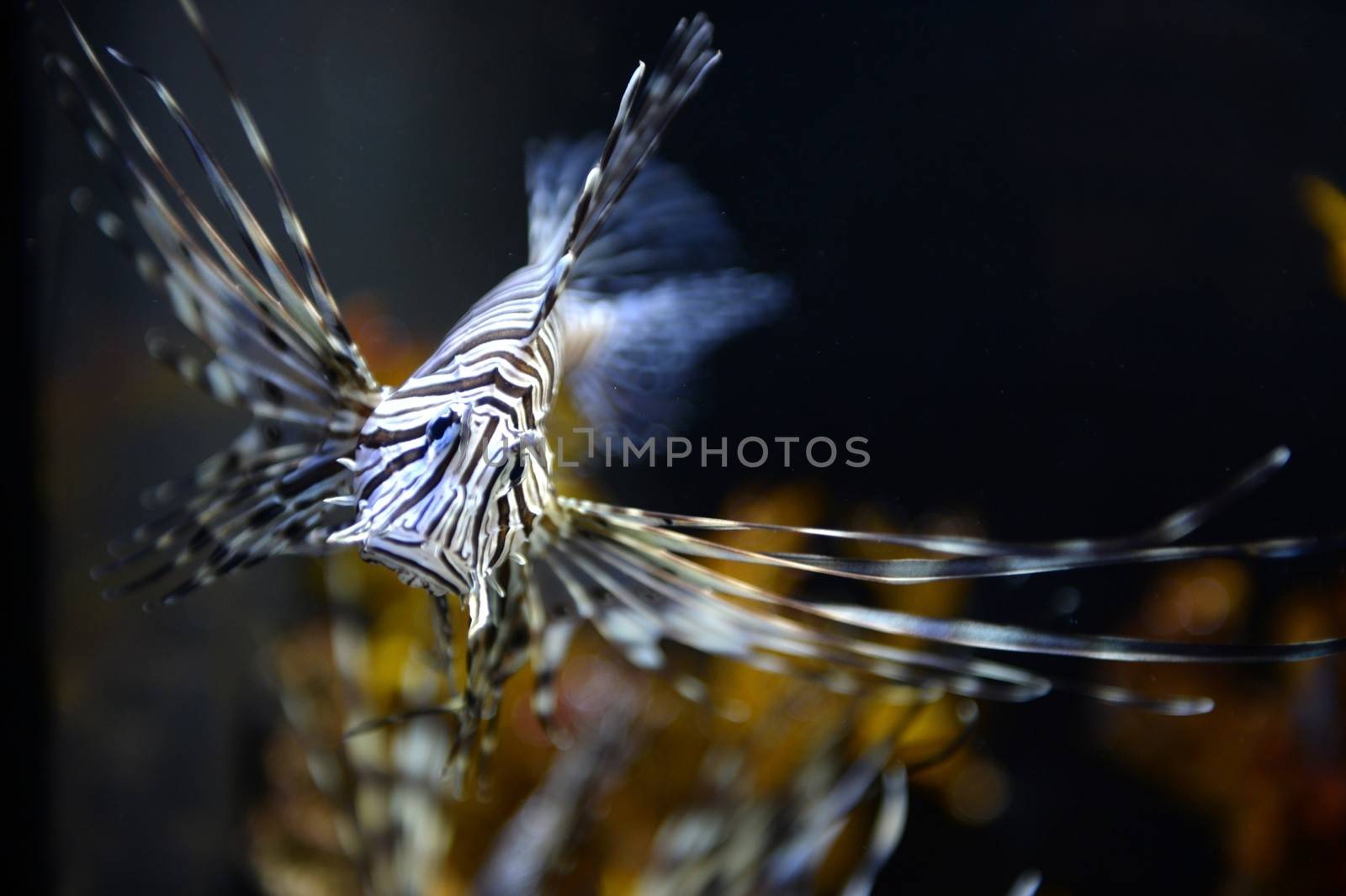 Close up shots of maine life in an aquarium