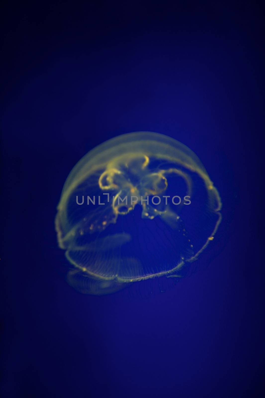 Underwater Aquaium by Kitch