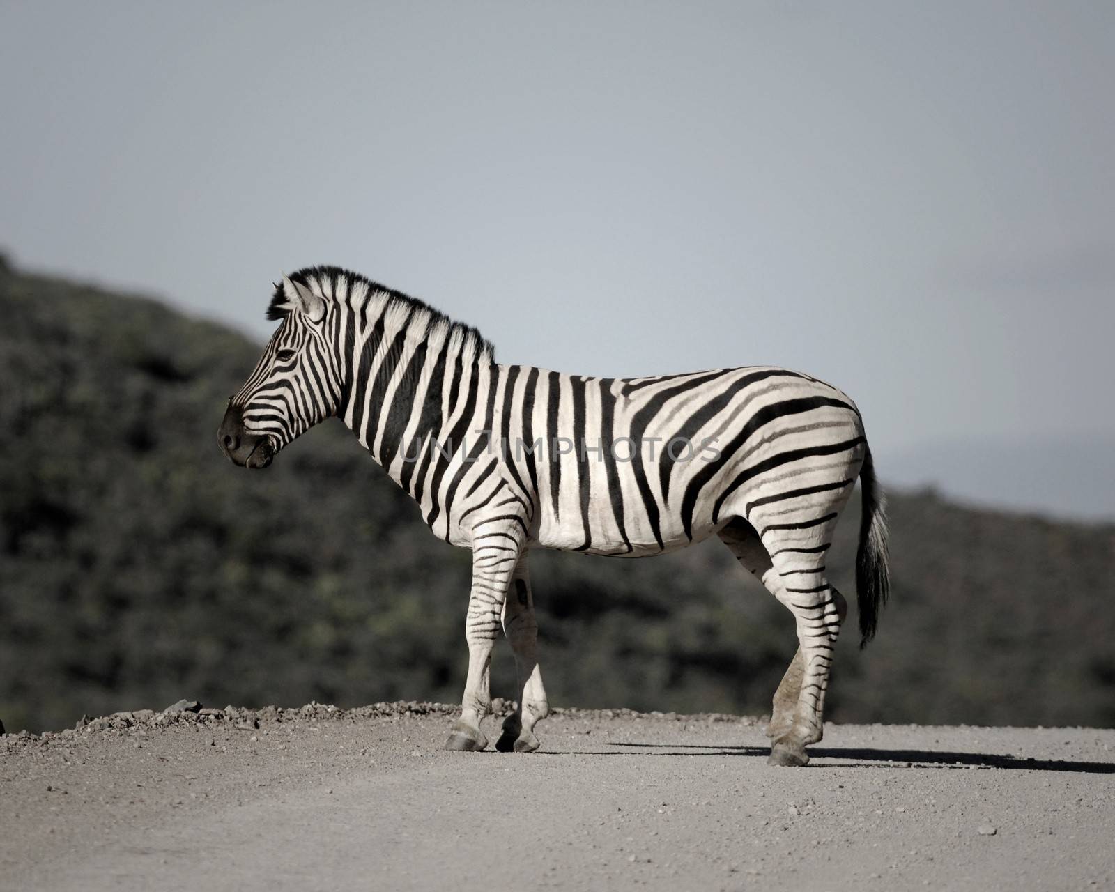 A photo of a zebra in its natural habitat