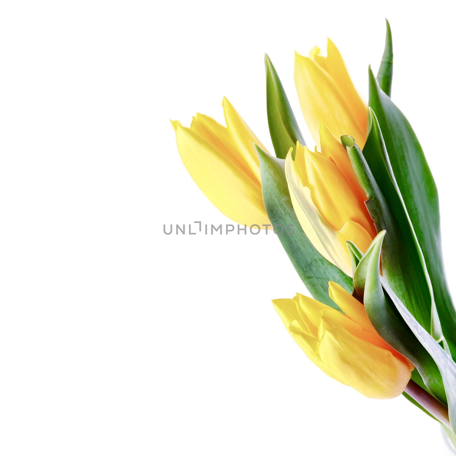 Yellow tulips. by Azaliya
