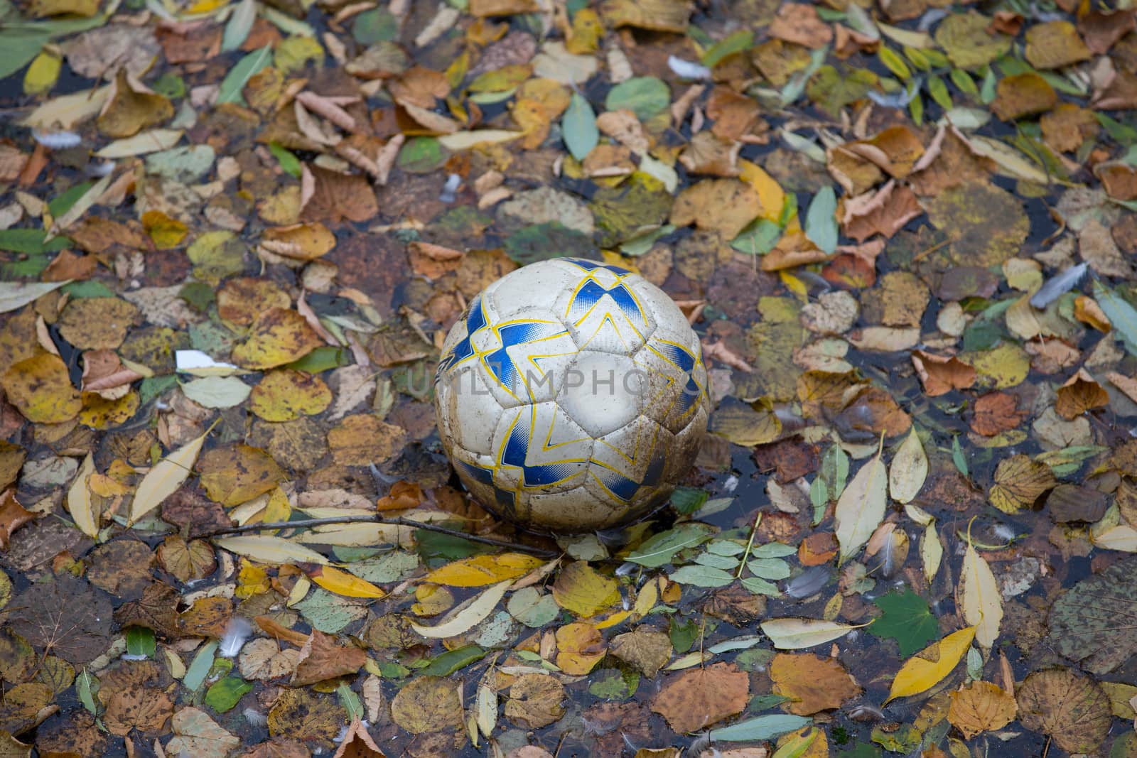 A football a float on leaf covered surface