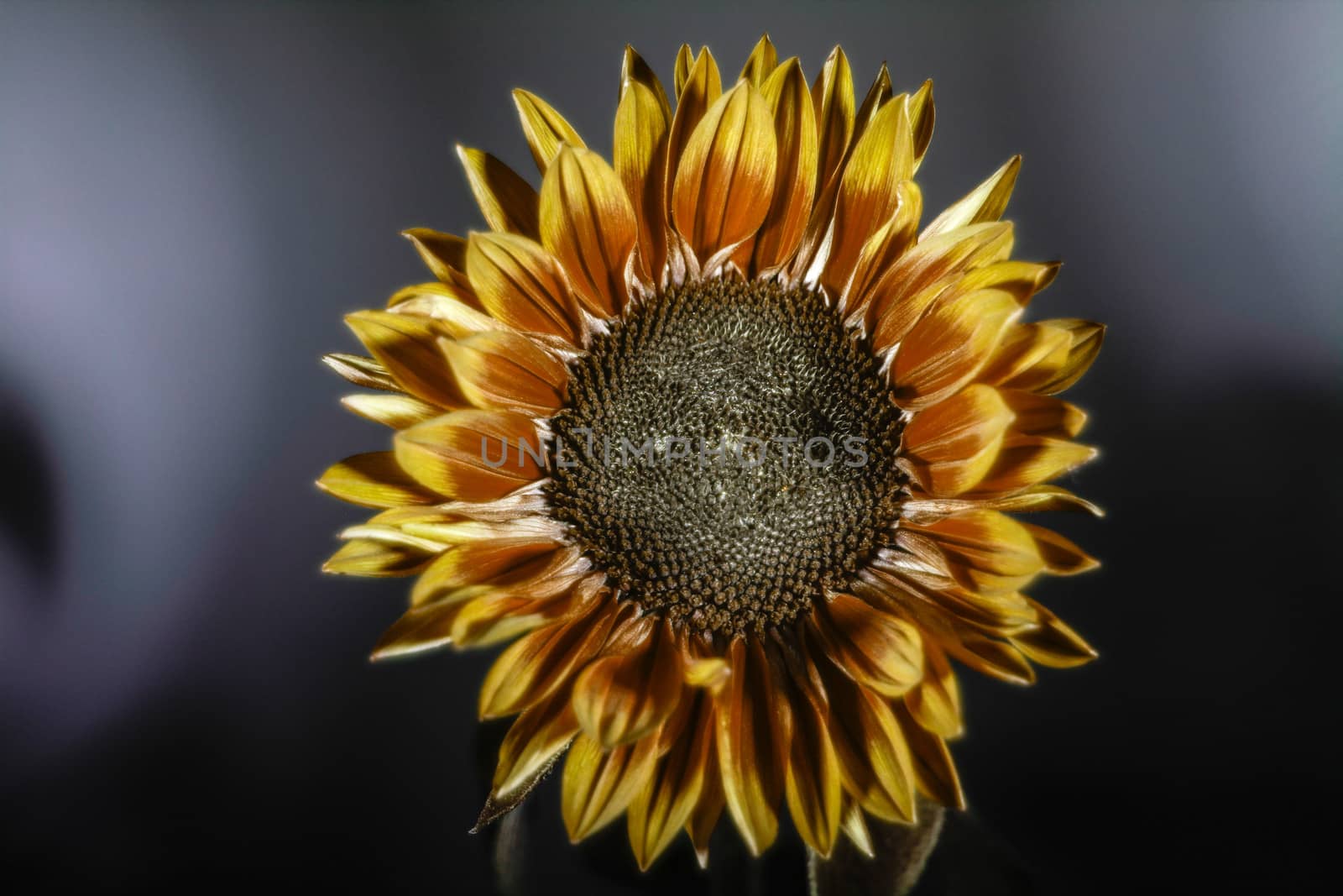 Sunflower by thomas_males