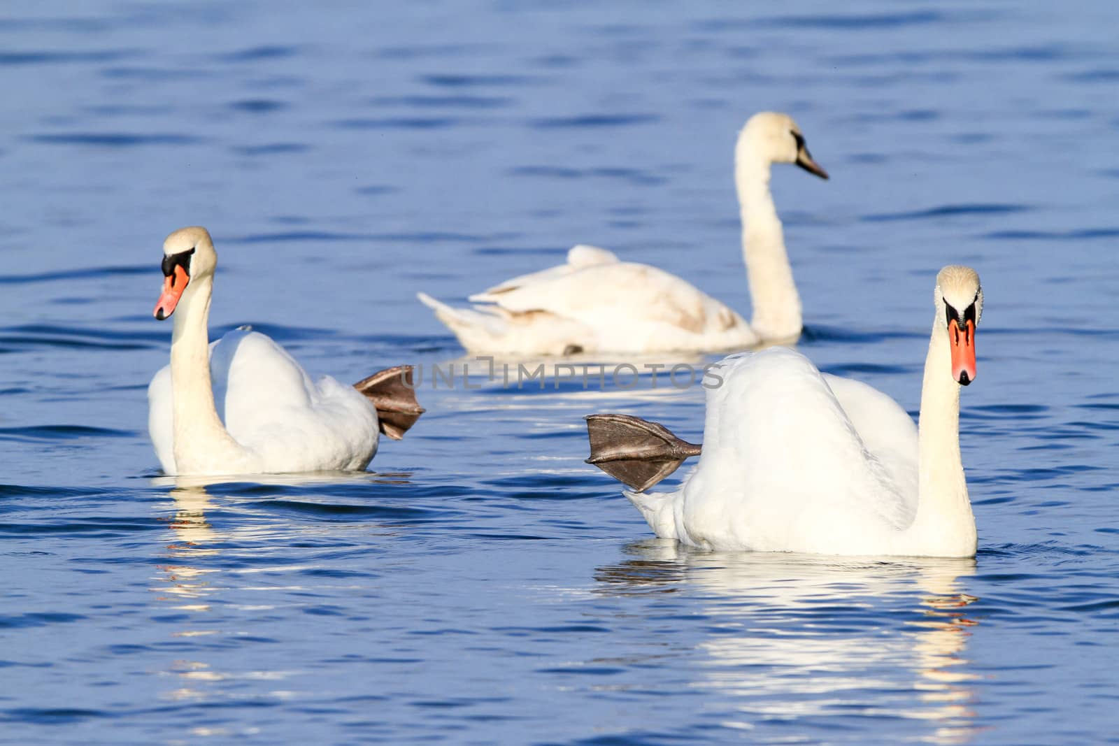 Thease swans look like they are dancing.