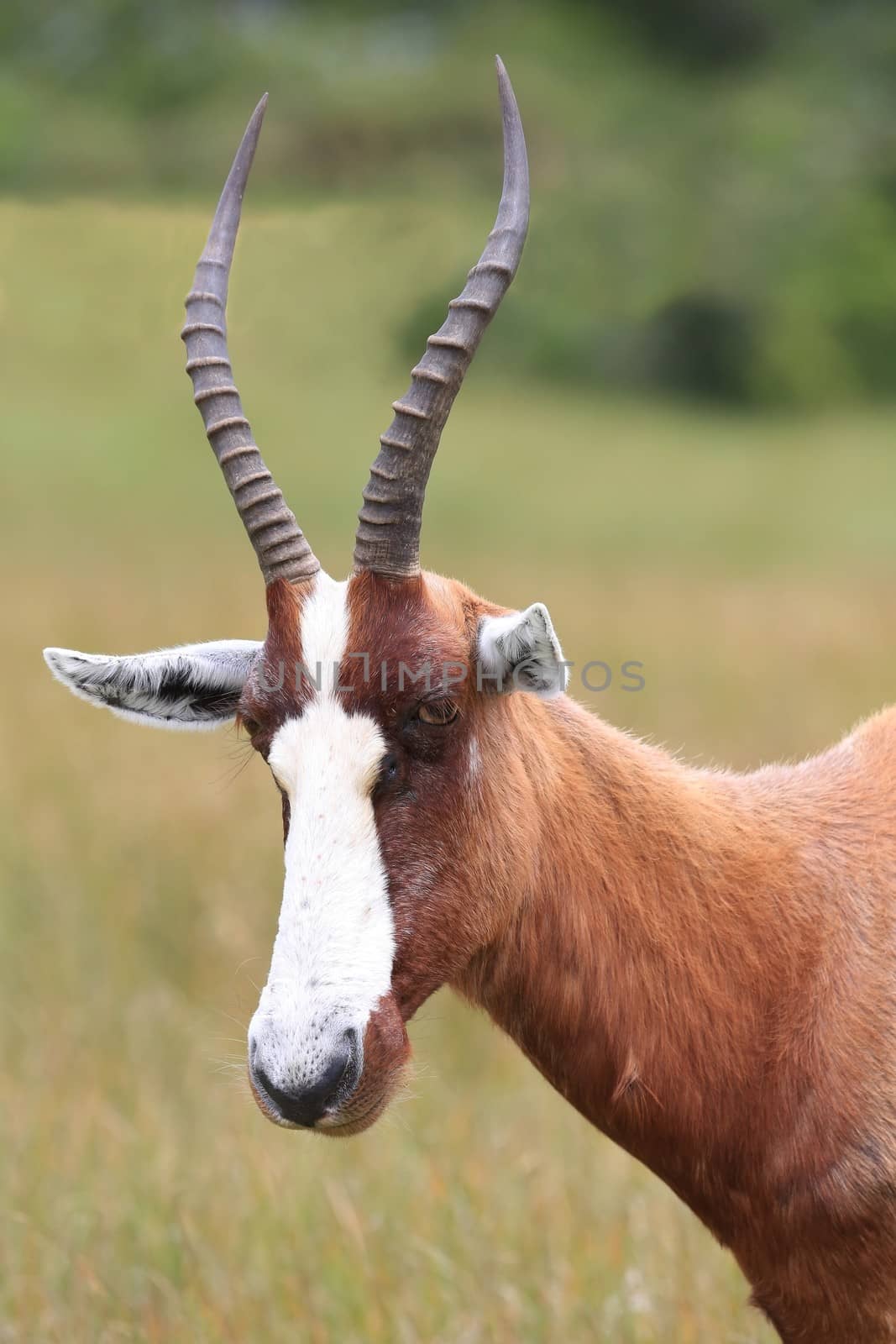 Blesbok antelope with white face and brown fur
