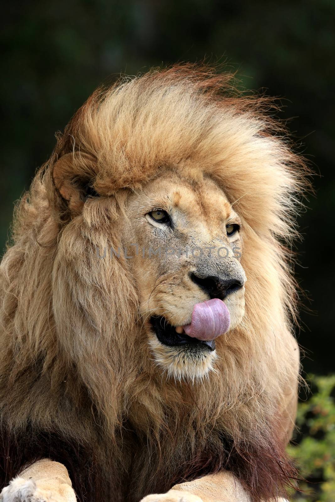 Male Lion Licking Lips by fouroaks