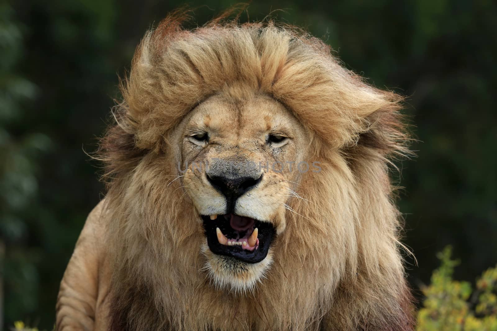 Huge male lion with big mane grimacing and showing it's teeth