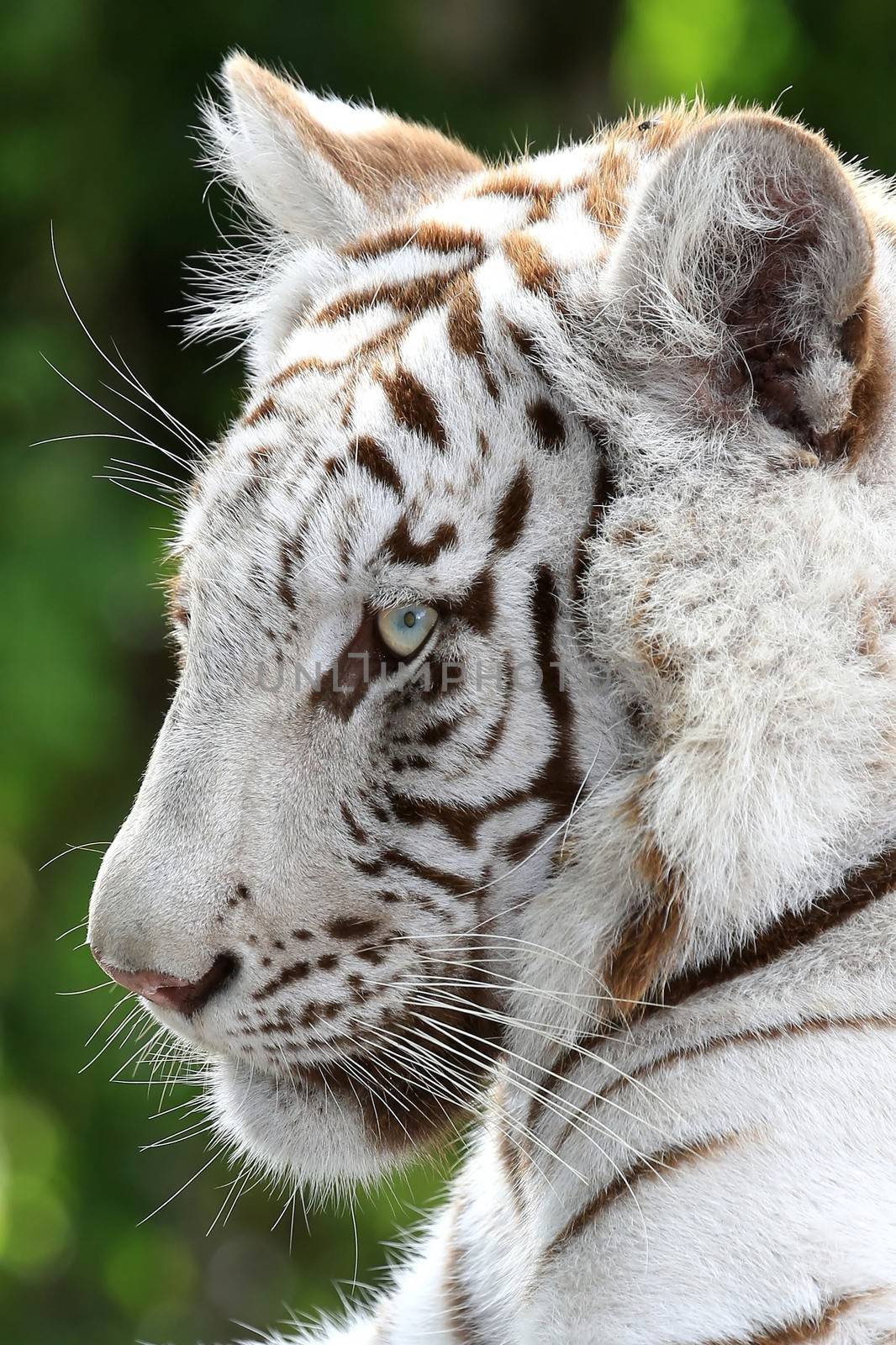 White tiger with black stripes and long whiskers