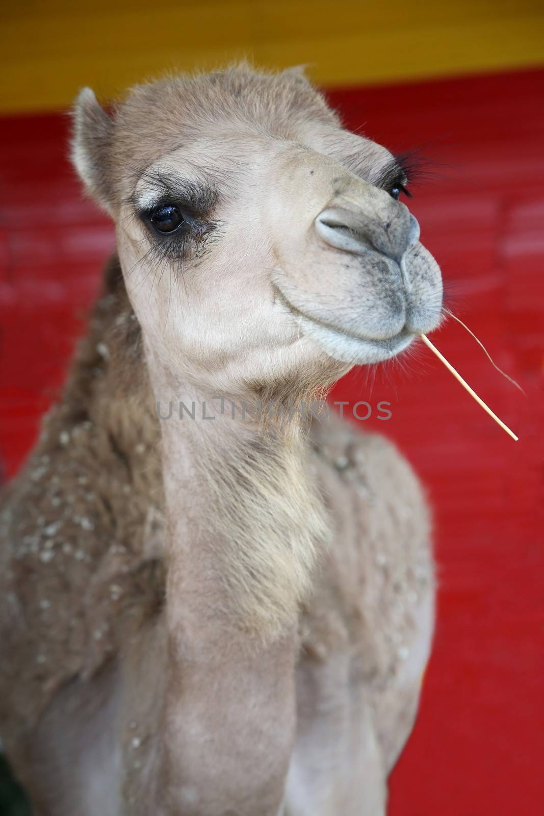 Camel with a stalk of grass in it's mouth and a smiling look