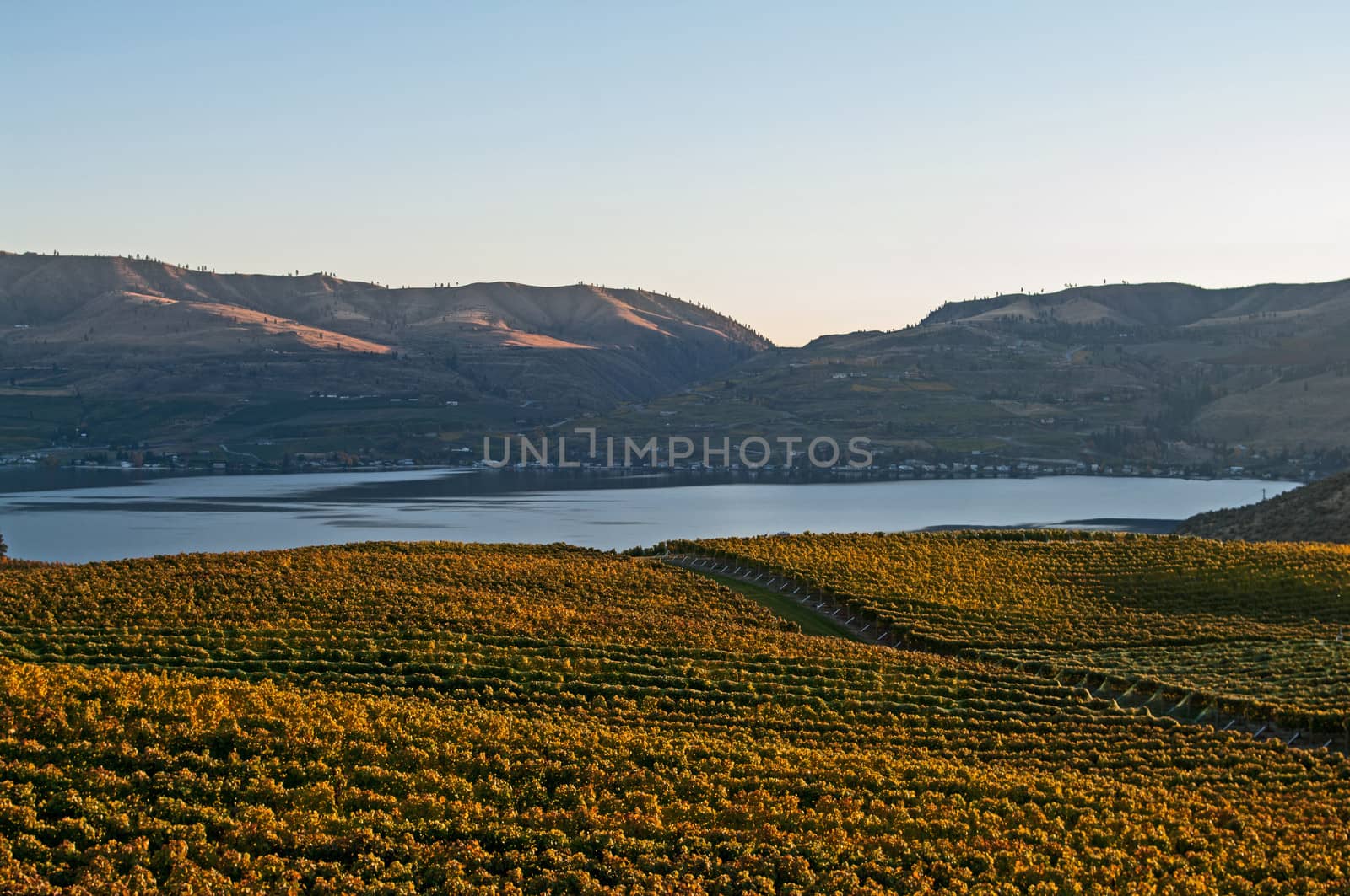 A view of Lake Chelan from the Benson vineyard at sunset by edcorey