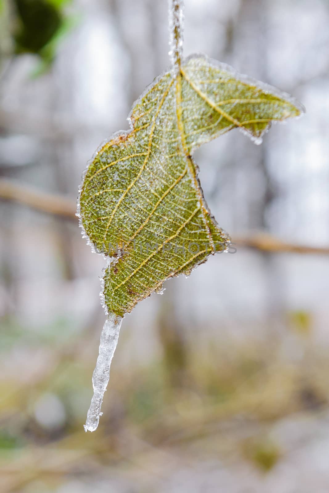 The frozen maple leaf in Zhangjiajie mountain on winter.