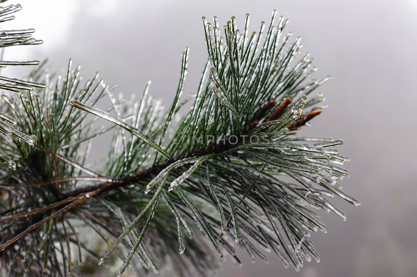 frozen pine tree leaves by JasonYU