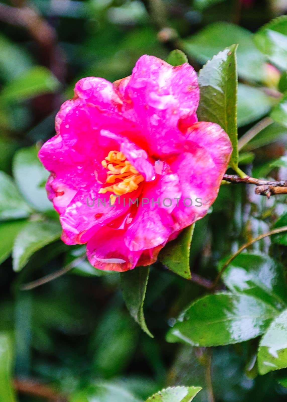 the frozen camellia flower in Zhangjiajie mountain of Hunan province.