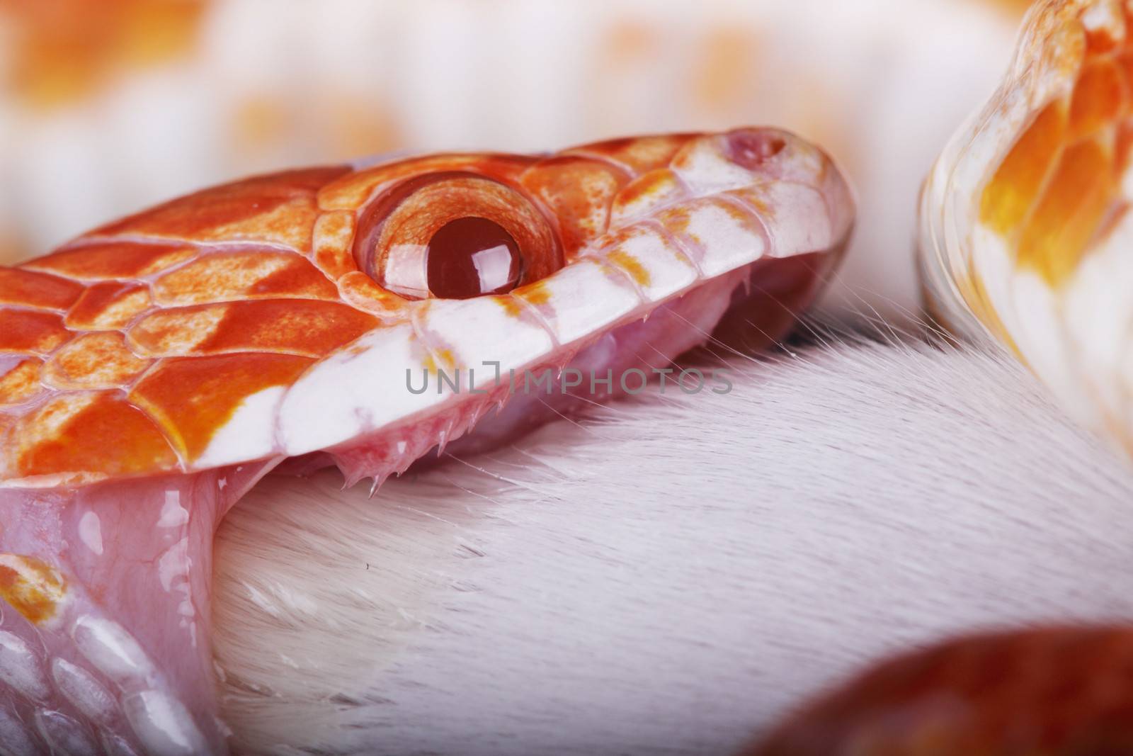 a great corn snake eating a little mouse 