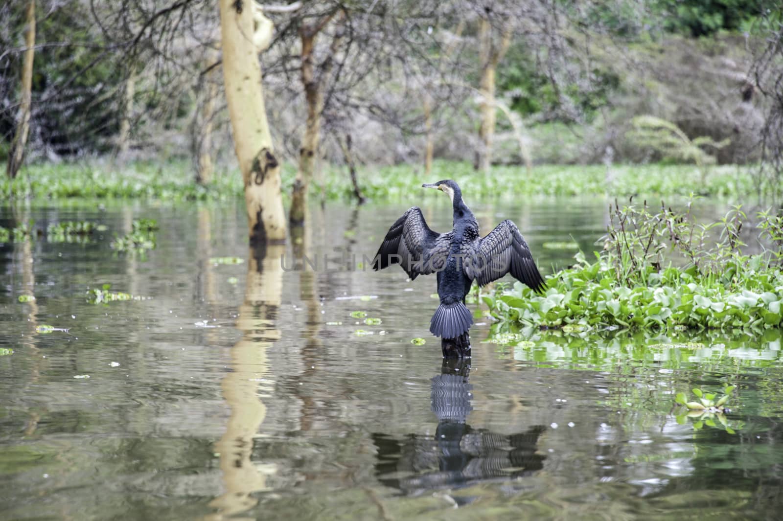 Purple Swamphen by JasonYU