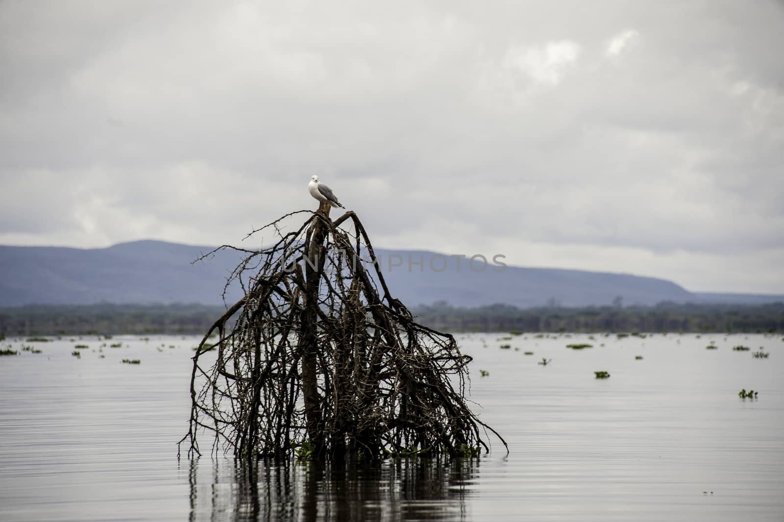 The seagull in Naivasha lake of Kenya.