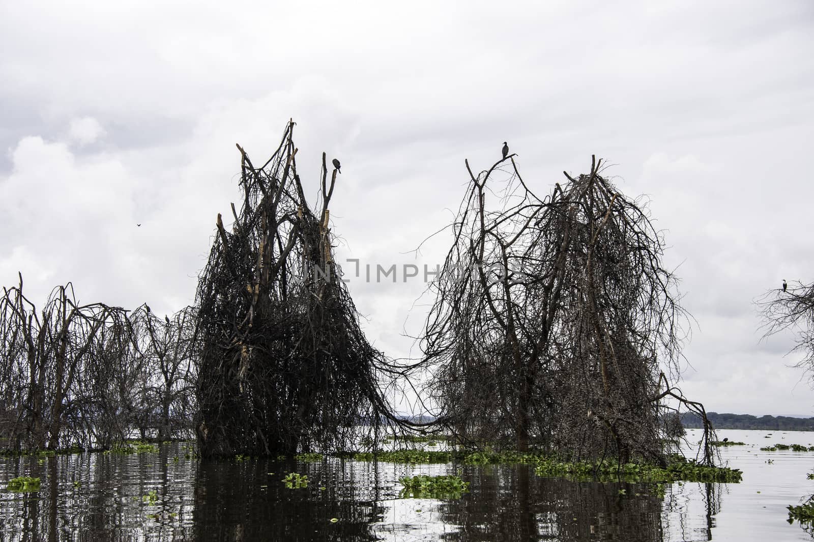 Naivasha Lake by JasonYU