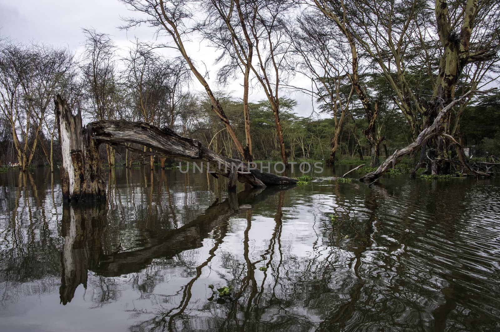 The naivasha lake where lot of wildlife lived in.