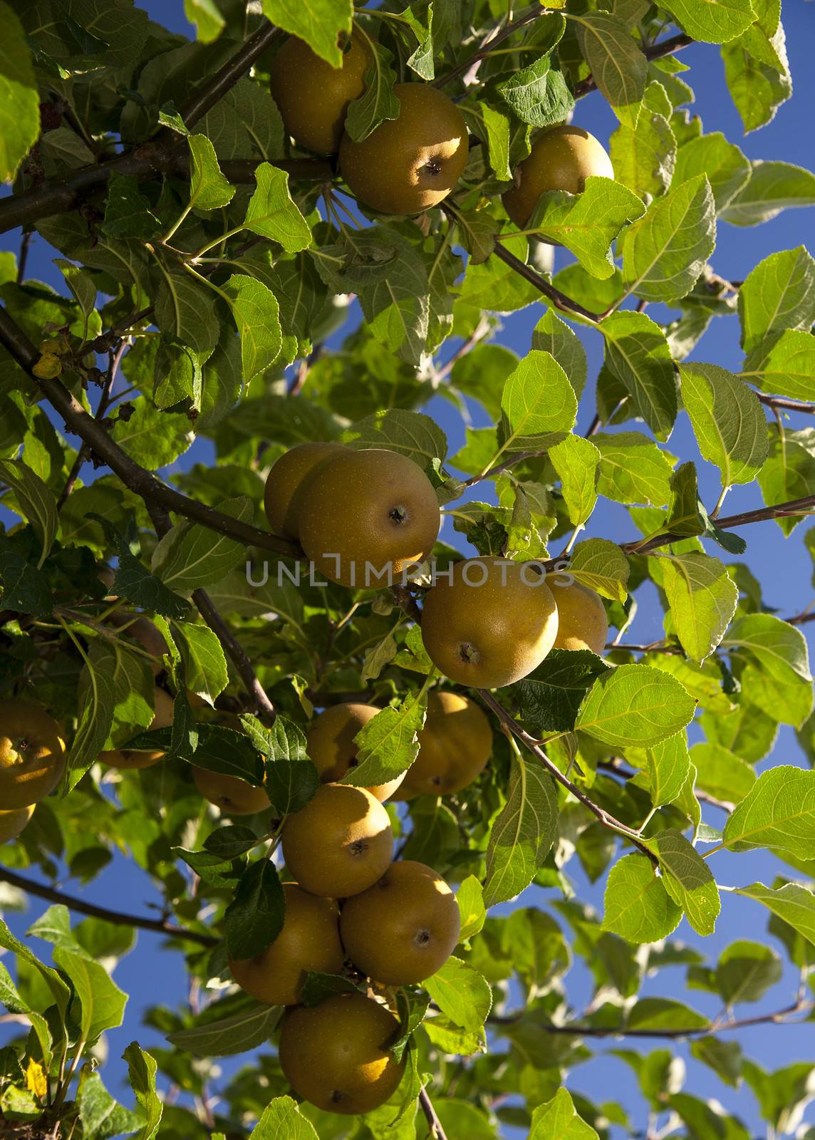 Green apples on apple tree branch