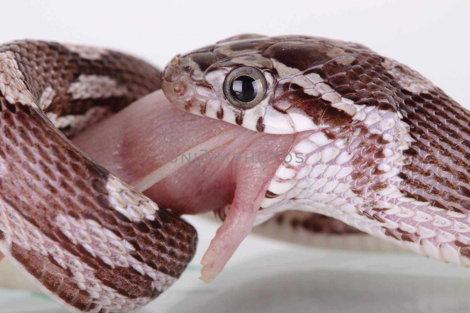 a great corn snake eating a little mouse 