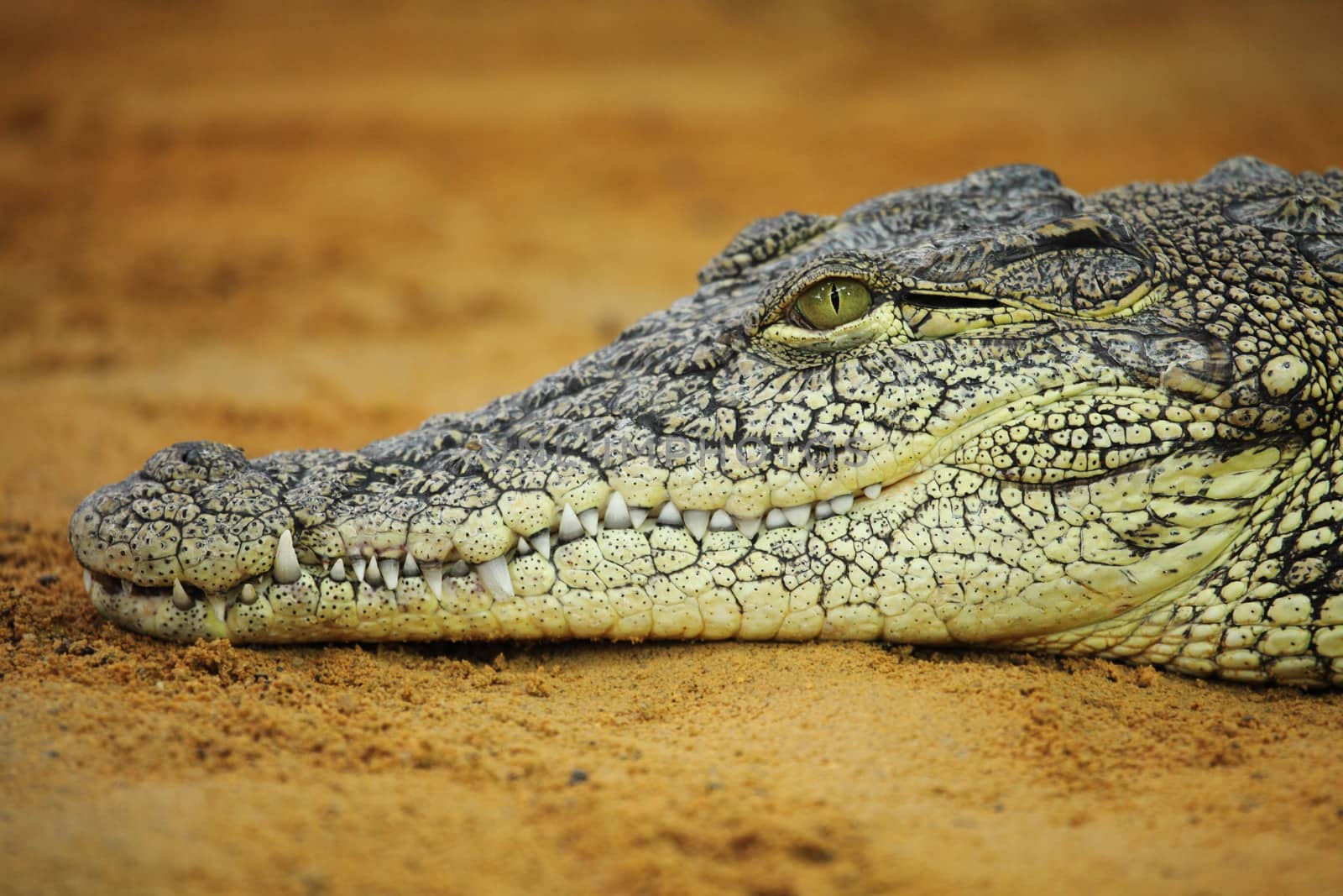 a dangerous Nile Crocodile