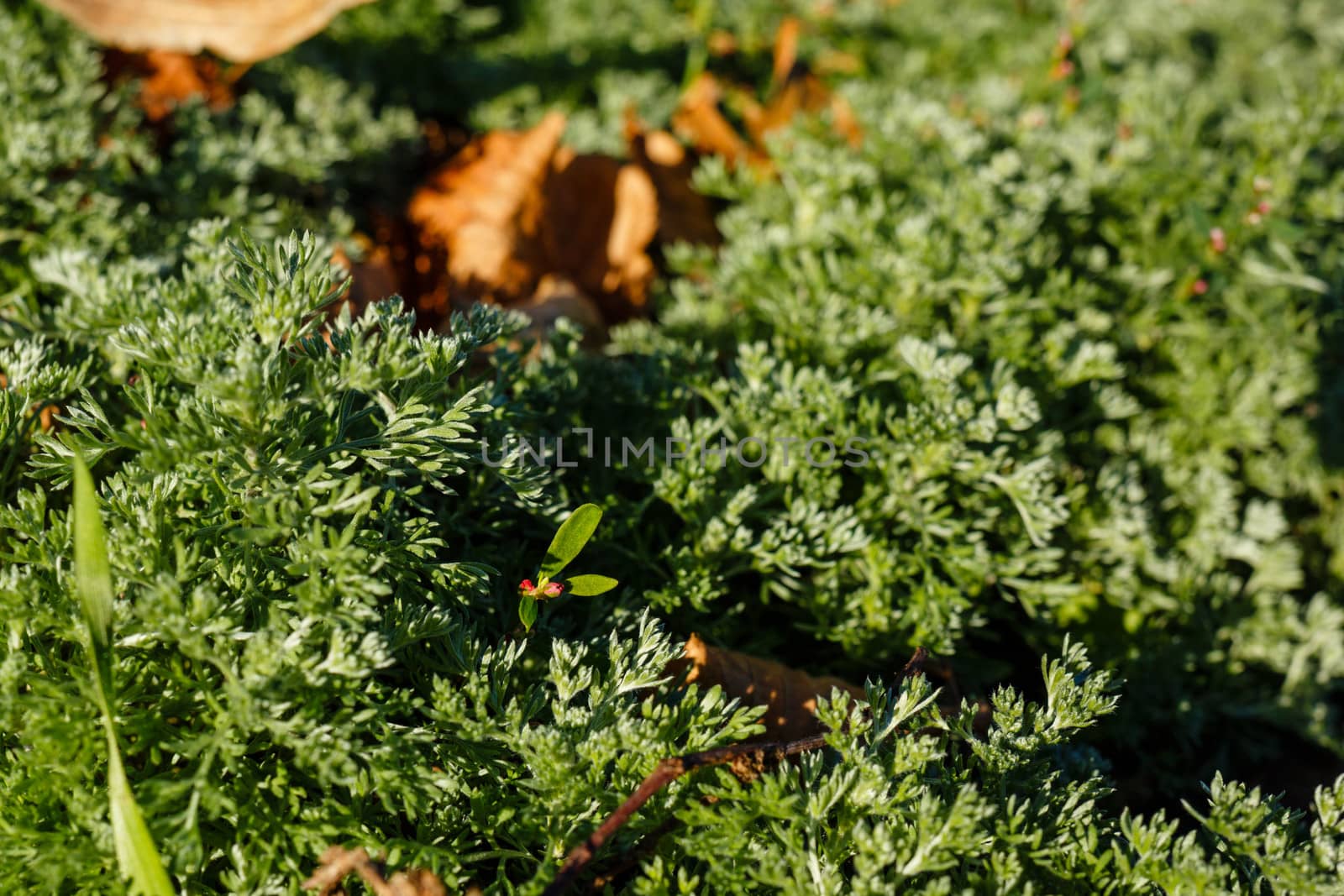 Fir and autumn leaves by Vagengeym