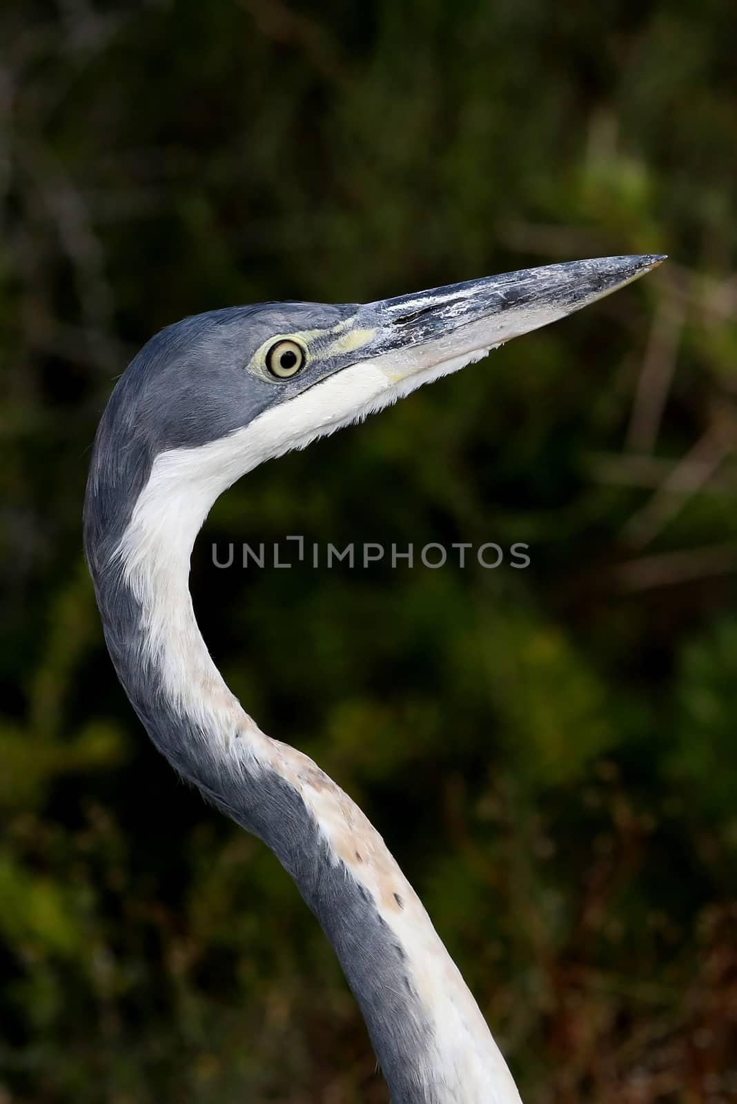 Portrait of a grey heron with long neck and big beak