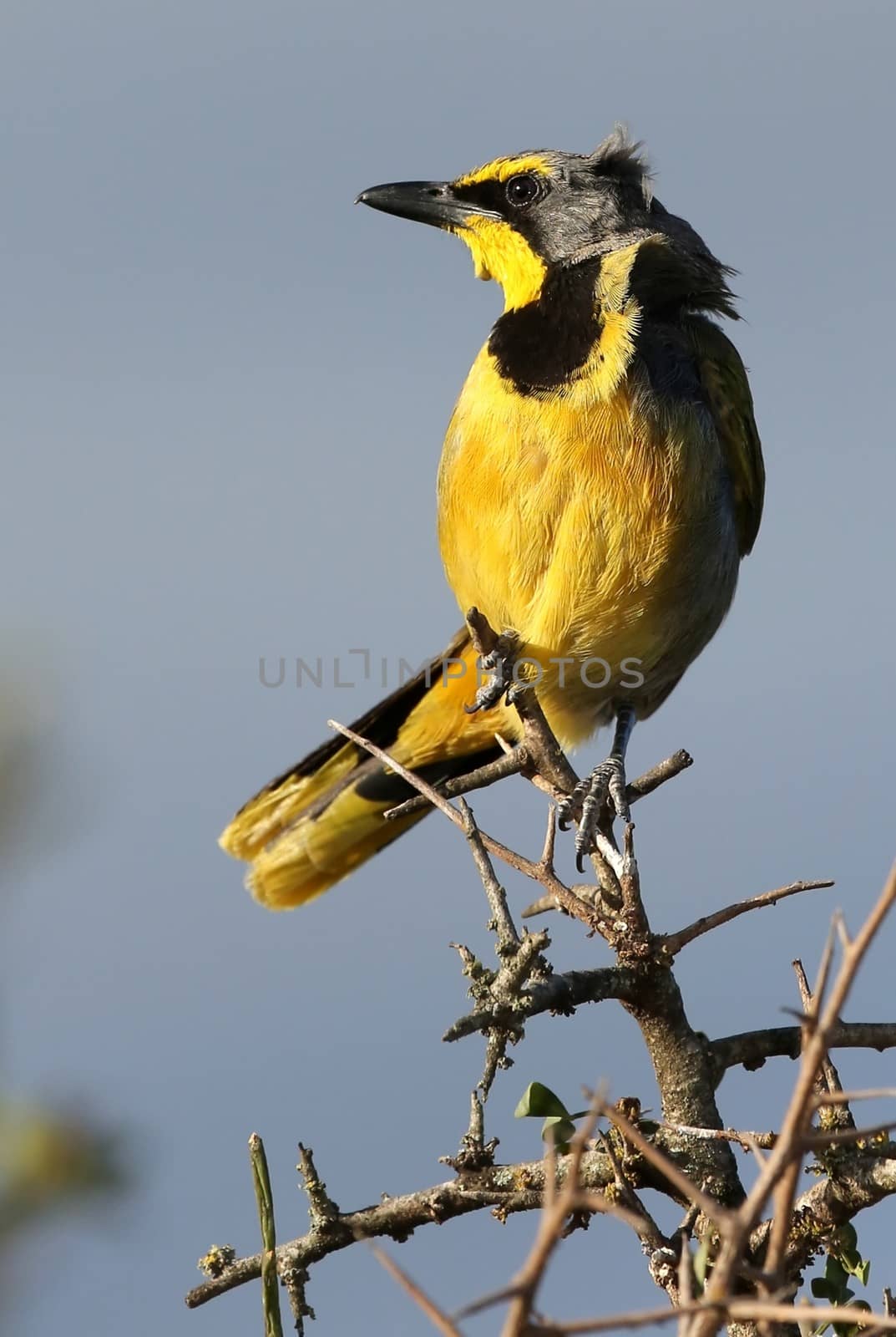 Bushshrike or Bokmakierie Bird by fouroaks