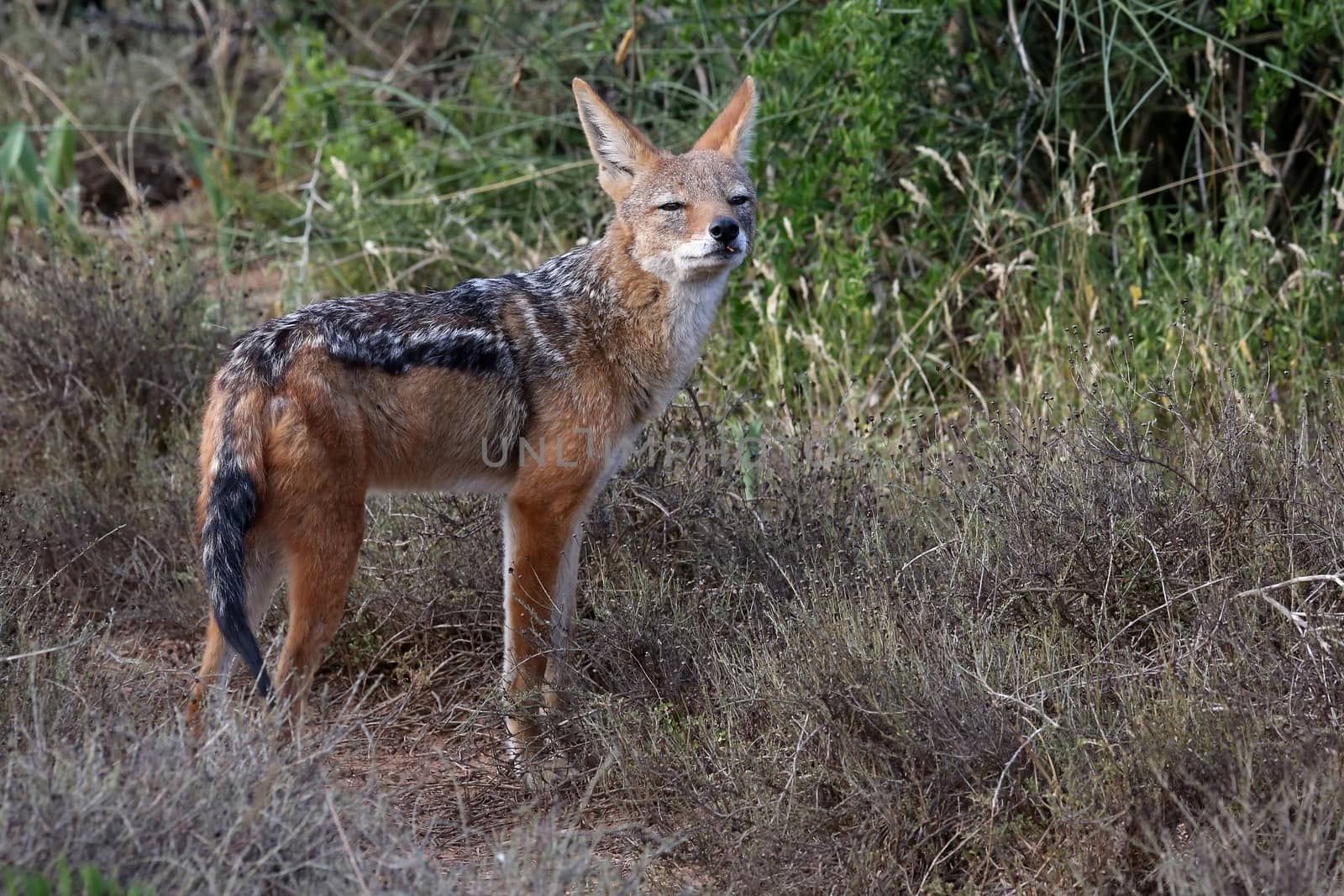 Portrait of a Black Backed Jackal with large ears