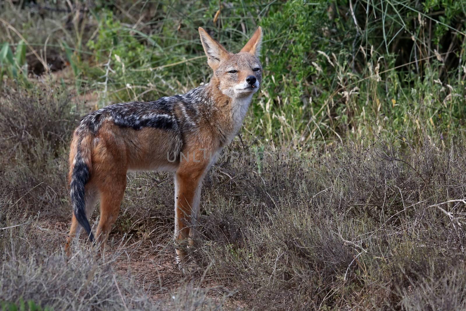 Black Backed Jackal by fouroaks