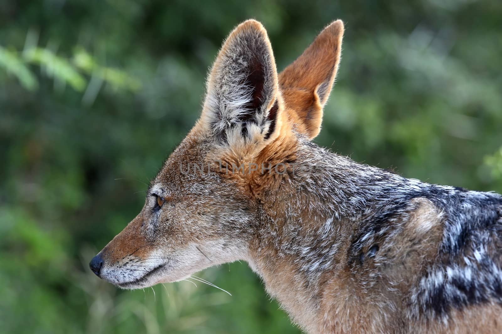 Portrait of a Black Backed Jackal with large ears