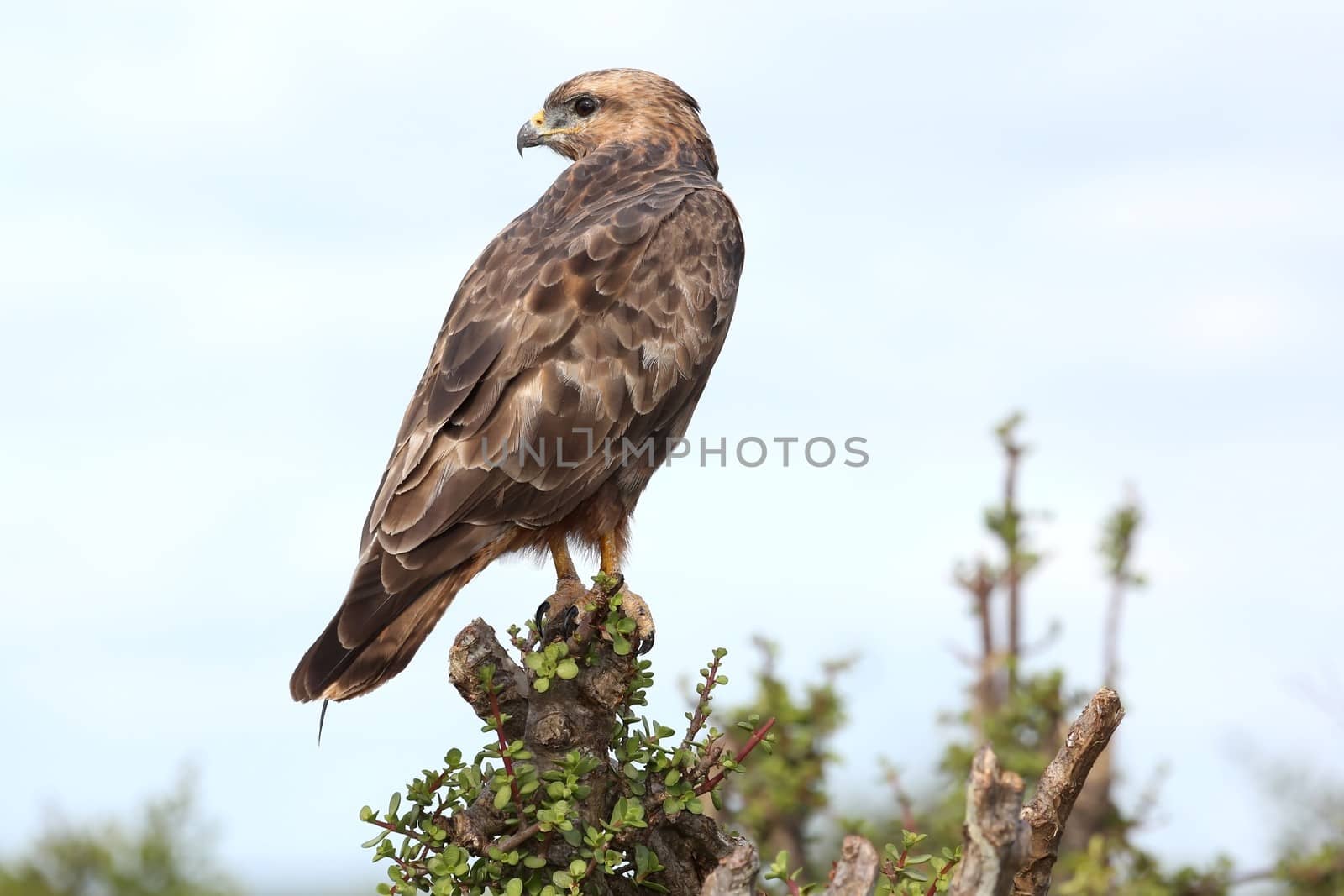 Steppe Buzzard Bird of Prey perched on top of a tree