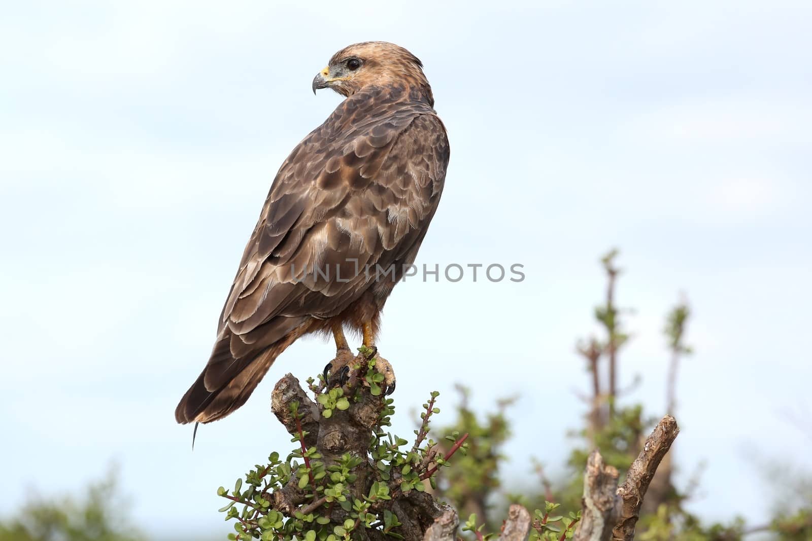 Steppe Buzzard Bird of Prey by fouroaks